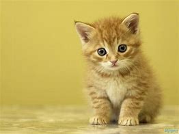 a cat may look at a king